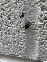 Disonycha glabrata