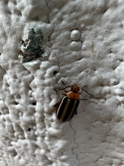 Disonycha glabrata