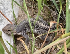 Dipsosaurus dorsalis