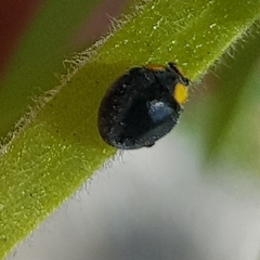 Apolinus lividigaster