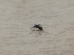 Aedes