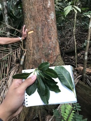 Terminalia calamansanai