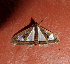 Glyphodes bivitralis