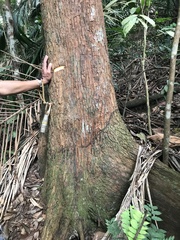 Terminalia calamansanai