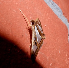 Glyphodes bivitralis
