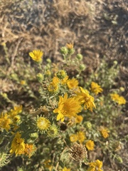 Grindelia