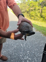 Terrapene carolina major