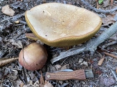 Lanmaoa pallidorosea