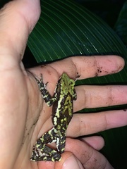 Atelopus laetissimus