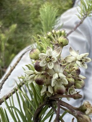 Asclepias linaria