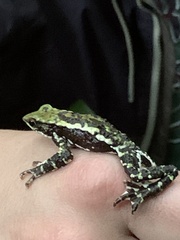 Atelopus laetissimus