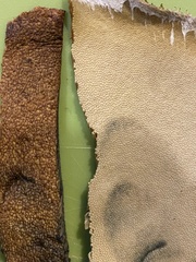 Lanmaoa pallidorosea