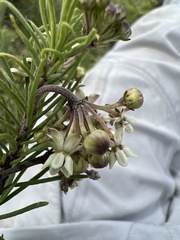Asclepias linaria