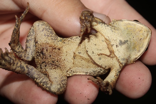 Anaxyrus americanus × fowleri