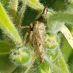 Aconophora compressa