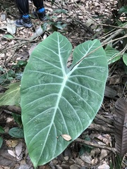 Alocasia longiloba