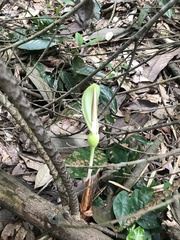 Alocasia longiloba