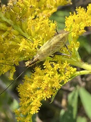 Oecanthus nigricornis
