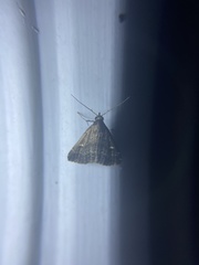 Tetanolita mynesalis