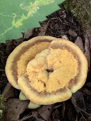 Phaeolus