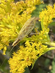 Oecanthus nigricornis
