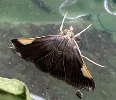 Peribona venosa