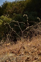Eriogonum roseum