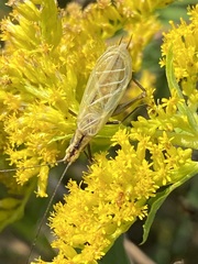 Oecanthus nigricornis