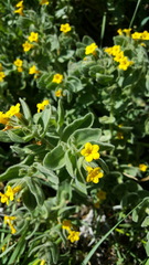 Alkanna orientalis