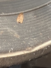 Autosticha kyotensis