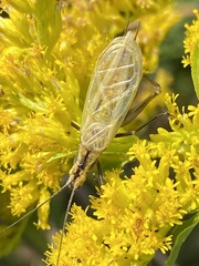 Oecanthus nigricornis