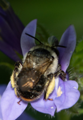 Anthophora terminalis