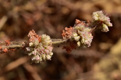 Eriogonum roseum