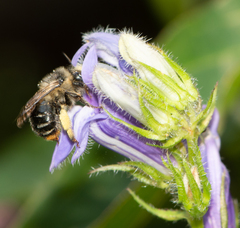 Anthophora terminalis