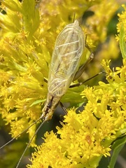 Oecanthus nigricornis