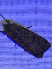 Peridroma saucia
