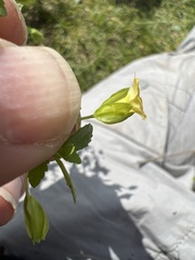 Mecardonia procumbens