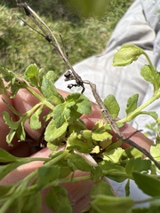 Mecardonia procumbens