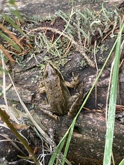 Rana luteiventris