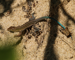 Aspidoscelis sexlineatus