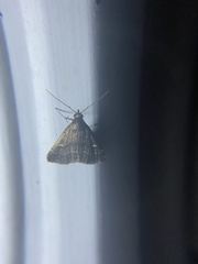 Tetanolita mynesalis