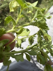 Mecardonia procumbens