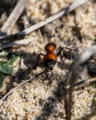 Dasymutilla bioculata