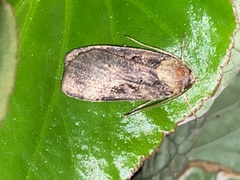 Pseudohermonassa bicarnea