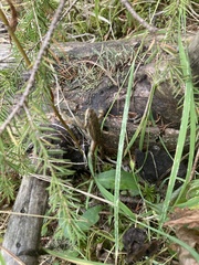 Rana luteiventris