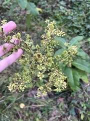 Veratrum hybridum