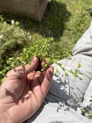 Mecardonia procumbens