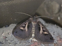 Pseudohermonassa bicarnea