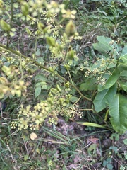 Veratrum hybridum