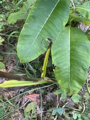Veratrum hybridum